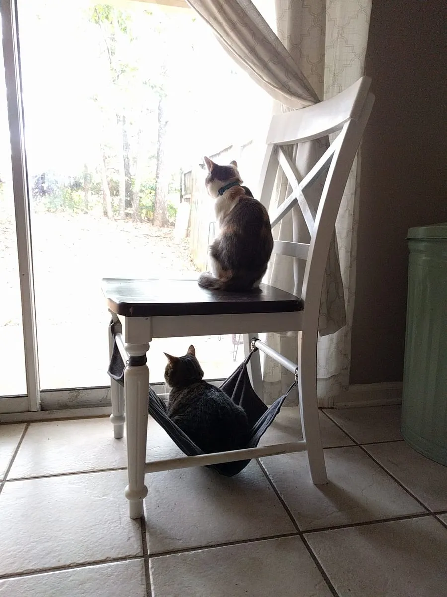 A dilute calico on a chair and a brown tabby in a hammock slung beneath it, both watching the yard through a sliding glass door