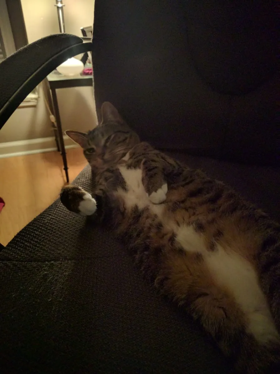 A brown tabby cat lying on its back along the seat of a dark chair, paws in the air