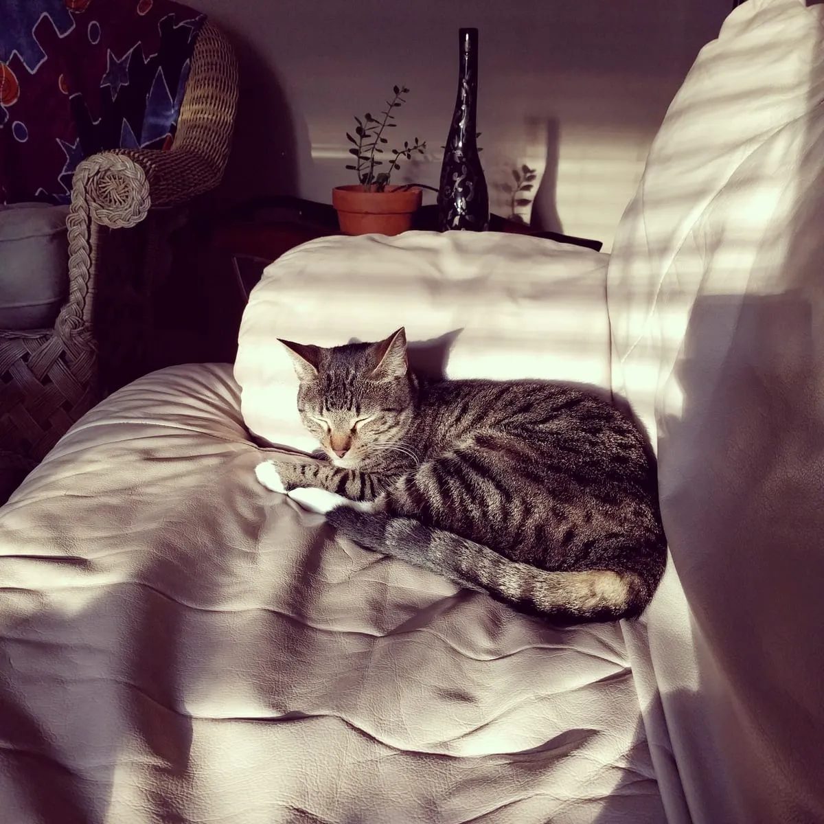A brown tabby cat asleep on a white armchair in a bar of afternoon sun