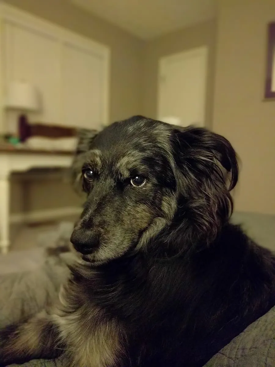 A scruffy black and gray dog lying on a bed, head turned toward the camera