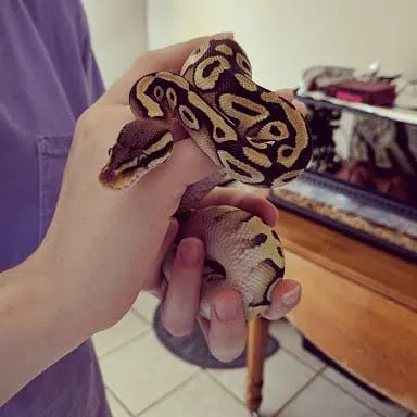 A small ball python coiled around a hand, patterned brown and black