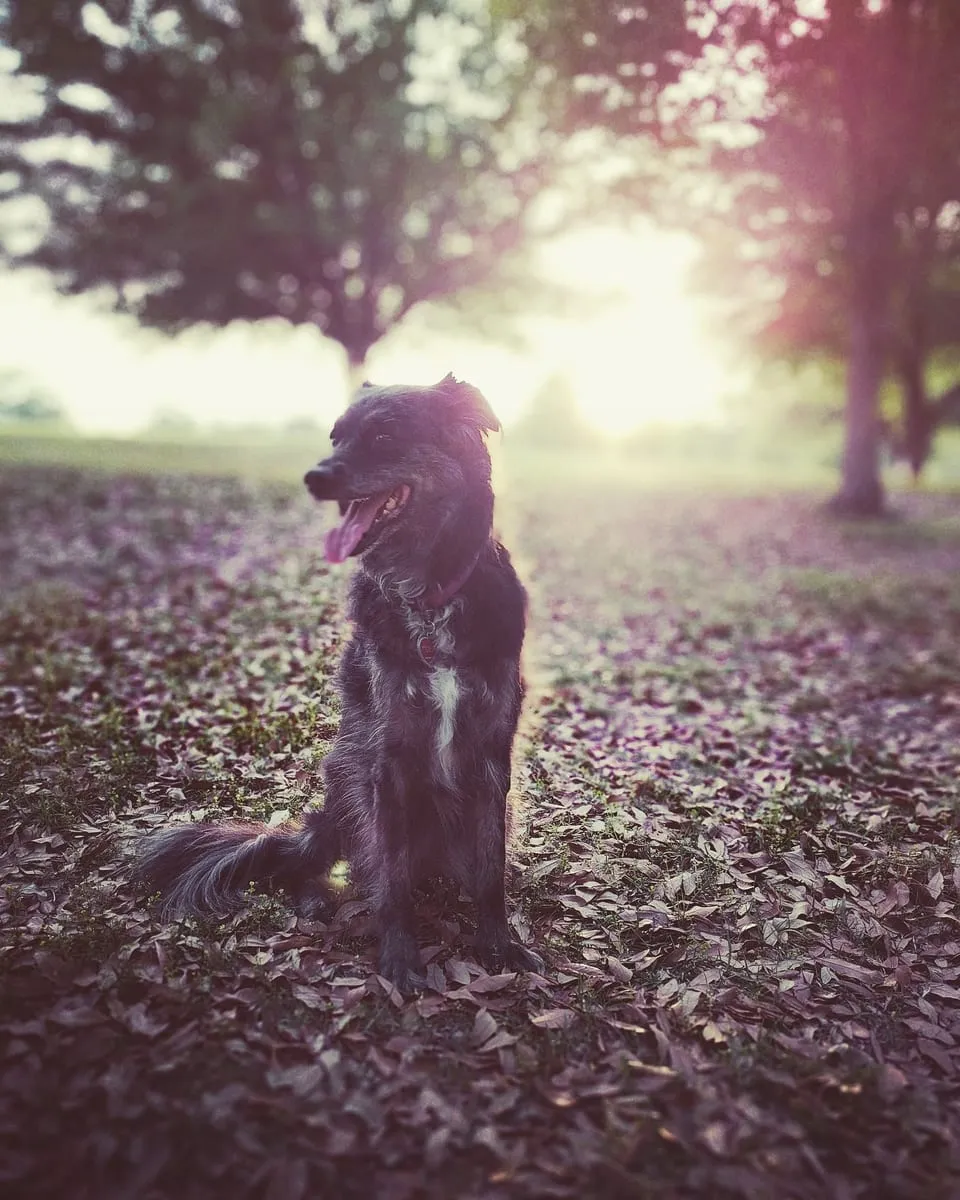 A black dog sitting in a field of fallen leaves at sunset, mouth open, backlit by low sun