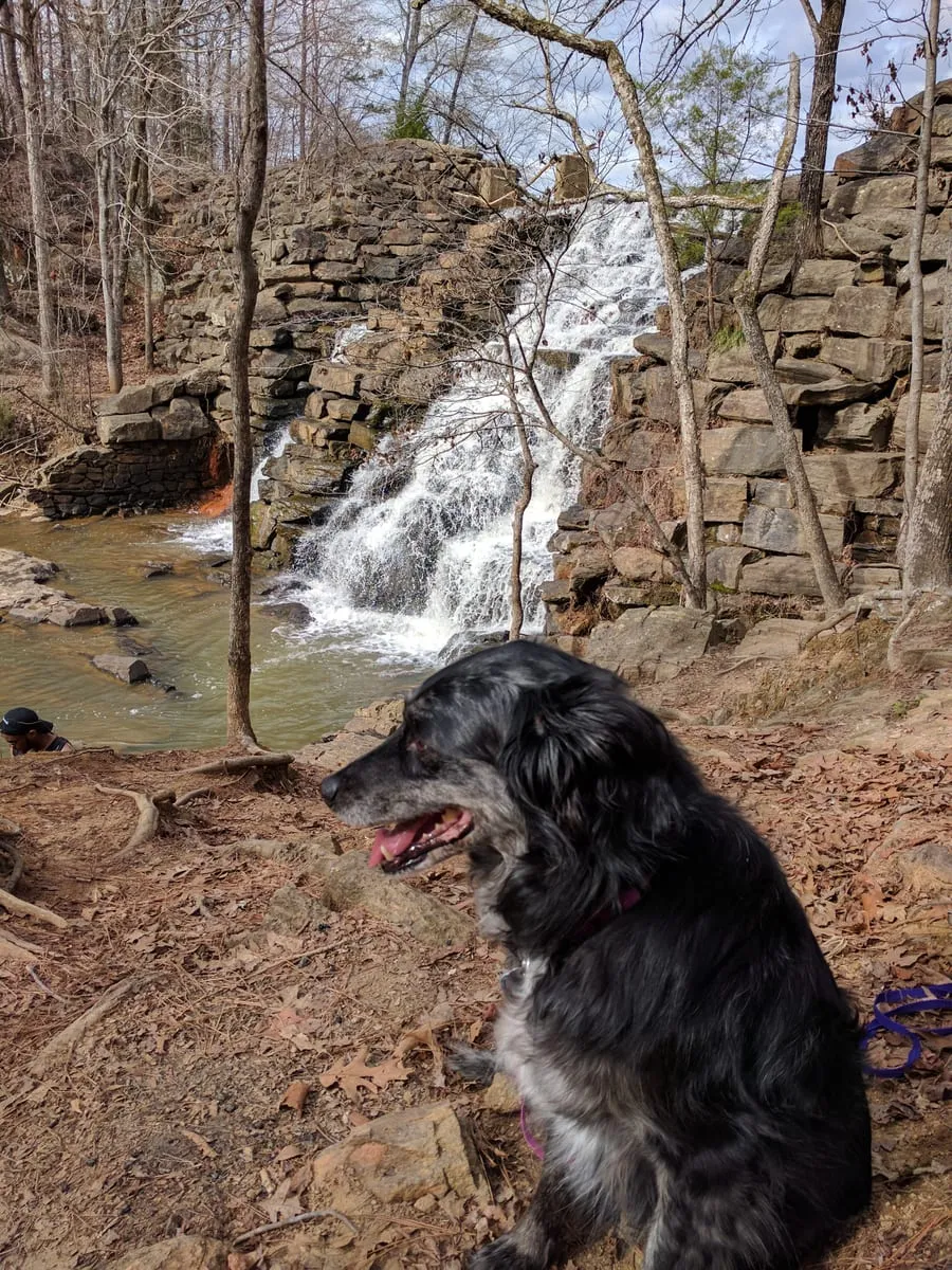 A scruffy black and gray dog sitting on a dirt trail in front of a waterfall running over stacked stone