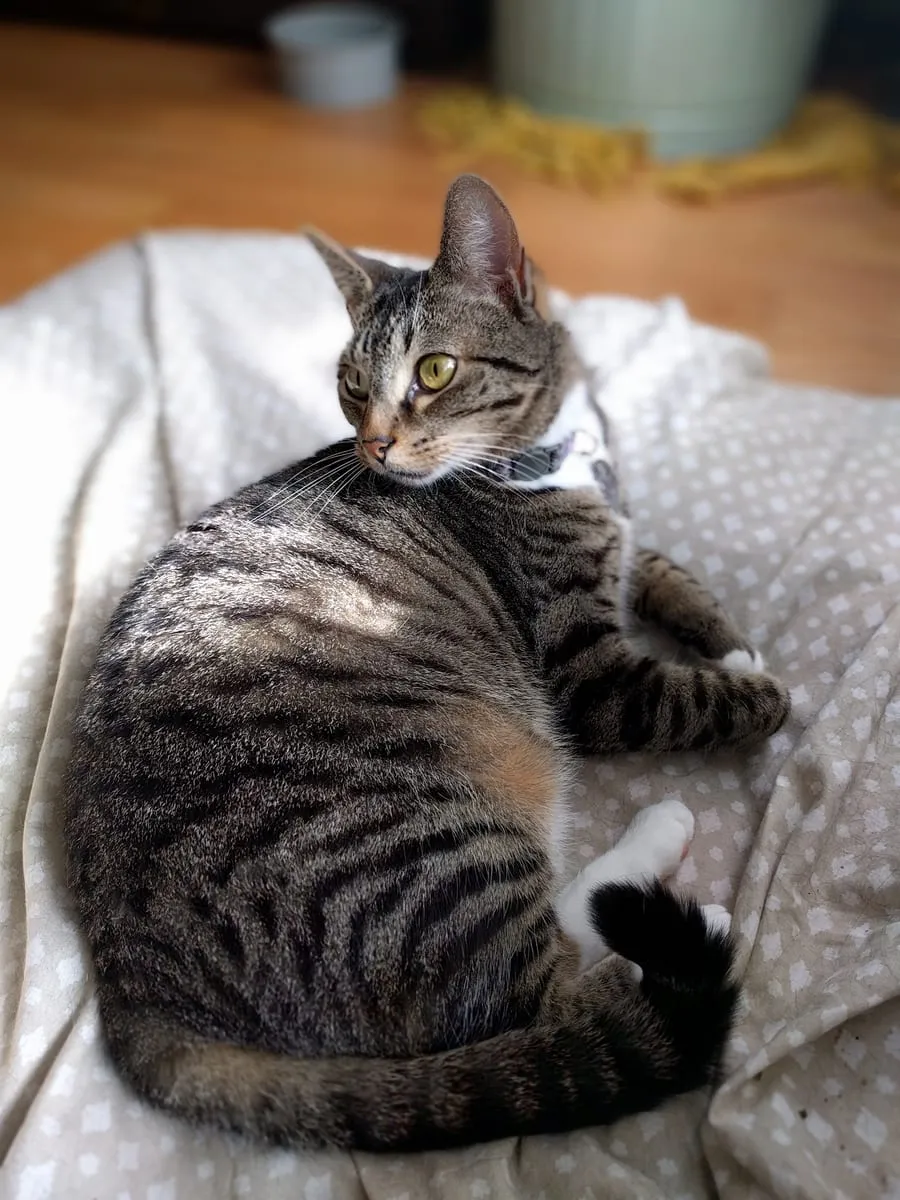 A brown tabby cat curled on a white spotted blanket, looking back over its shoulder
