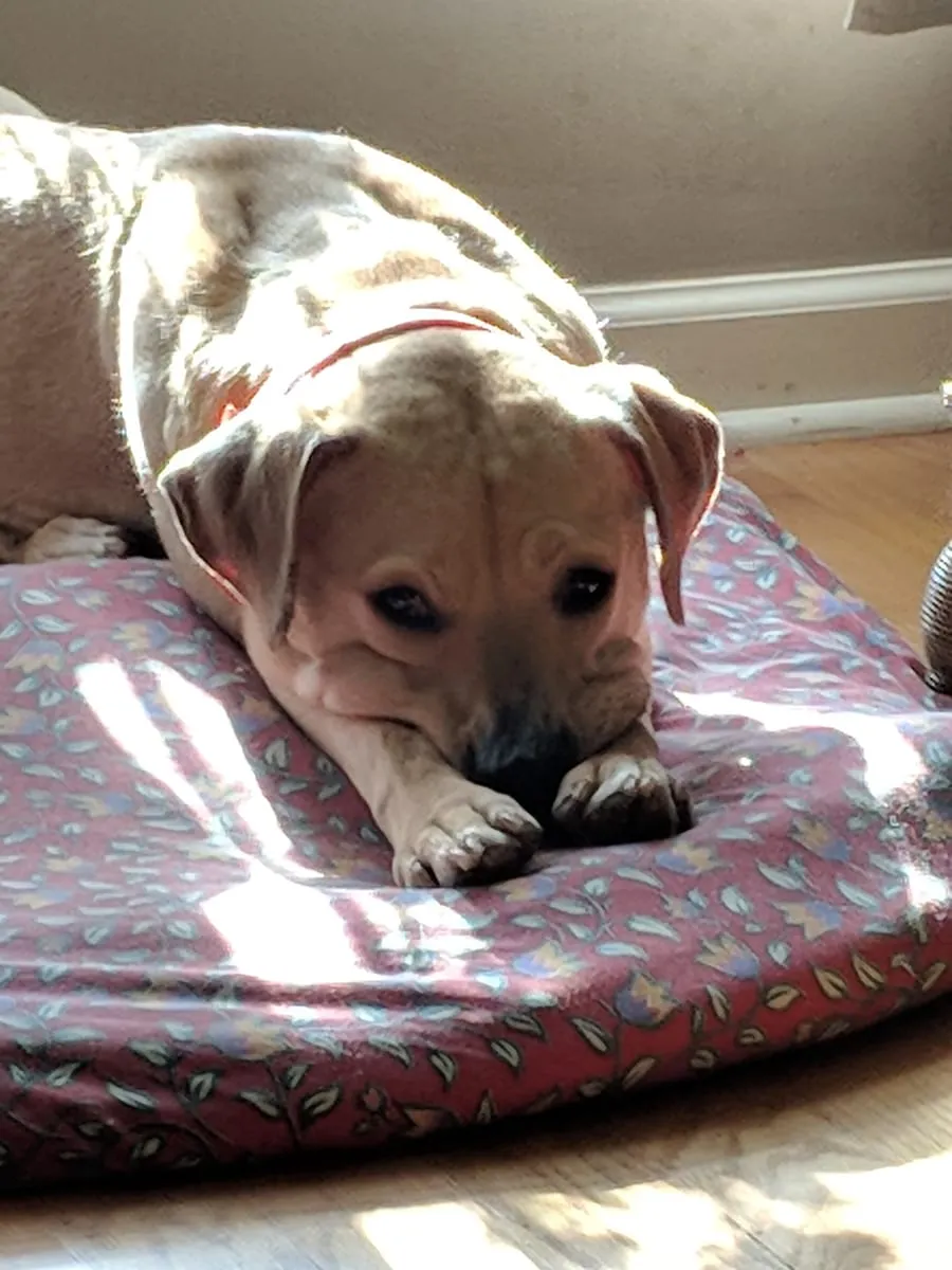 A young fawn dog in a red collar lying on a floral bed in a patch of sunlight