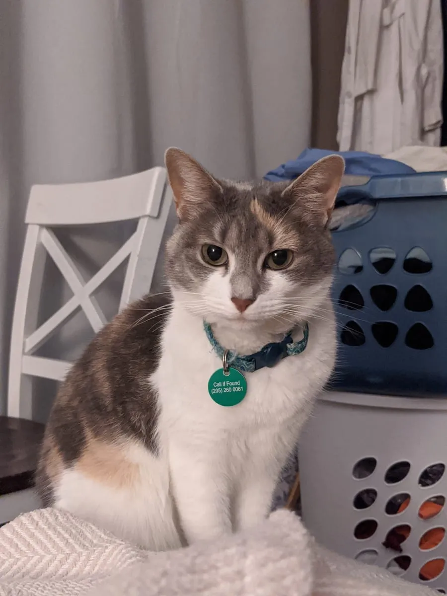 A dilute calico cat sitting on a chair wearing a collar with a round green tag