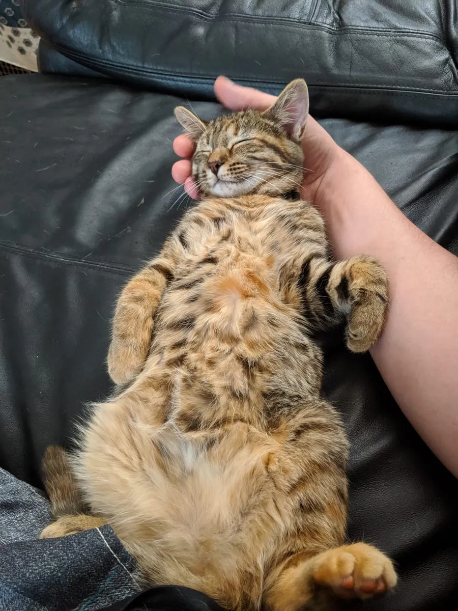 A spotted tortoiseshell cat lying on its back on a leather couch having its stomach rubbed
