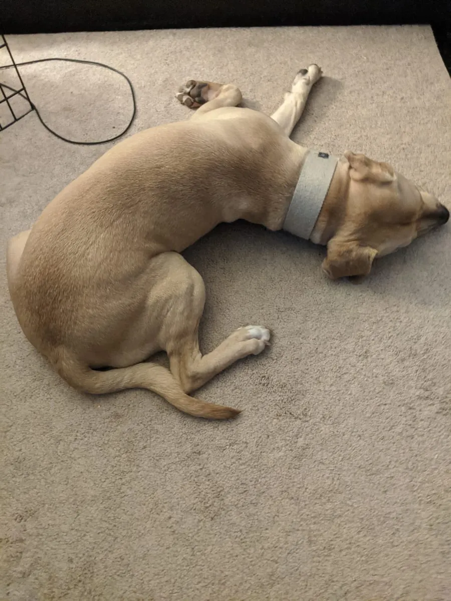 A tan dog asleep on carpet with a bandage wrapped around one front leg