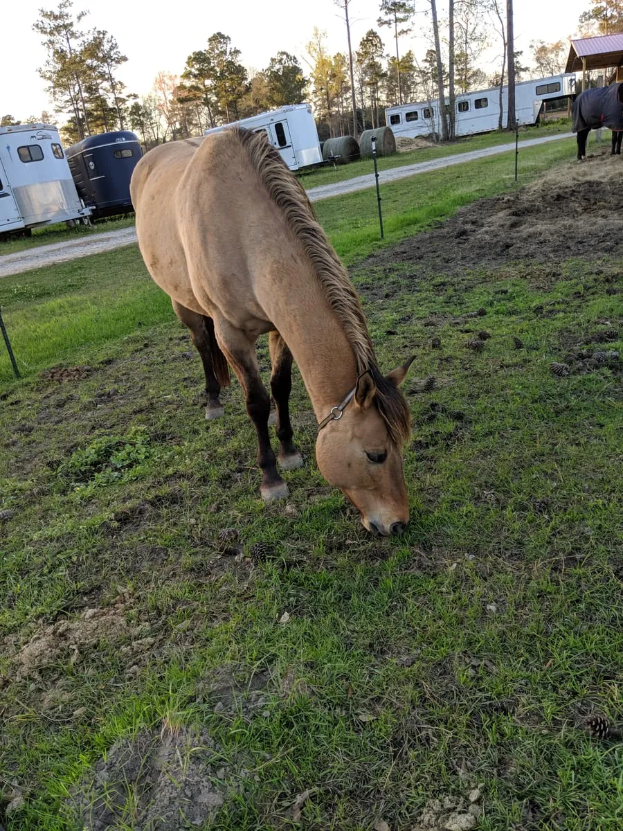 A buckskin horse grazing in a grass paddock with horse trailers parked behind it