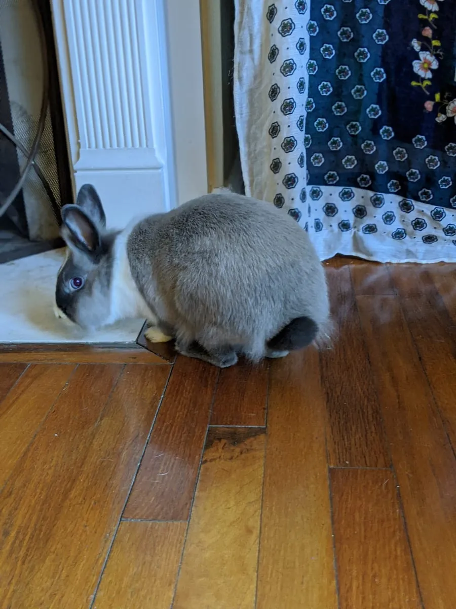 A gray and white rabbit sitting on a hardwood floor beside a window