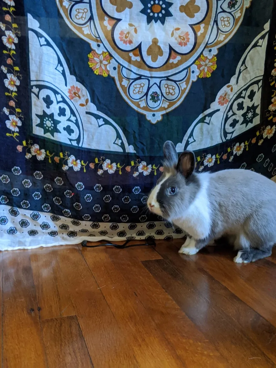 A brown and white rabbit standing on a hardwood floor in front of a patterned tapestry