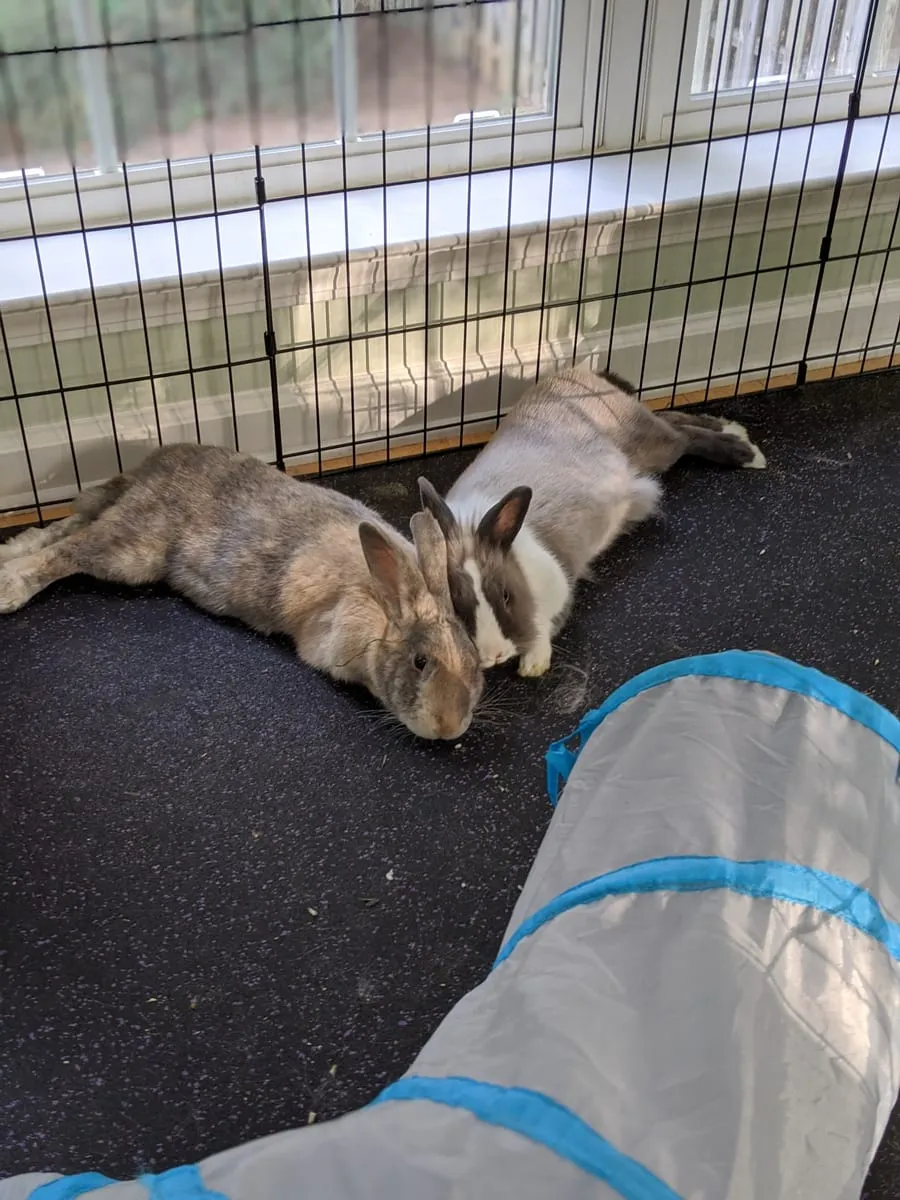 Two rabbits lying stretched out beside a blue fabric play tunnel inside a wire pen