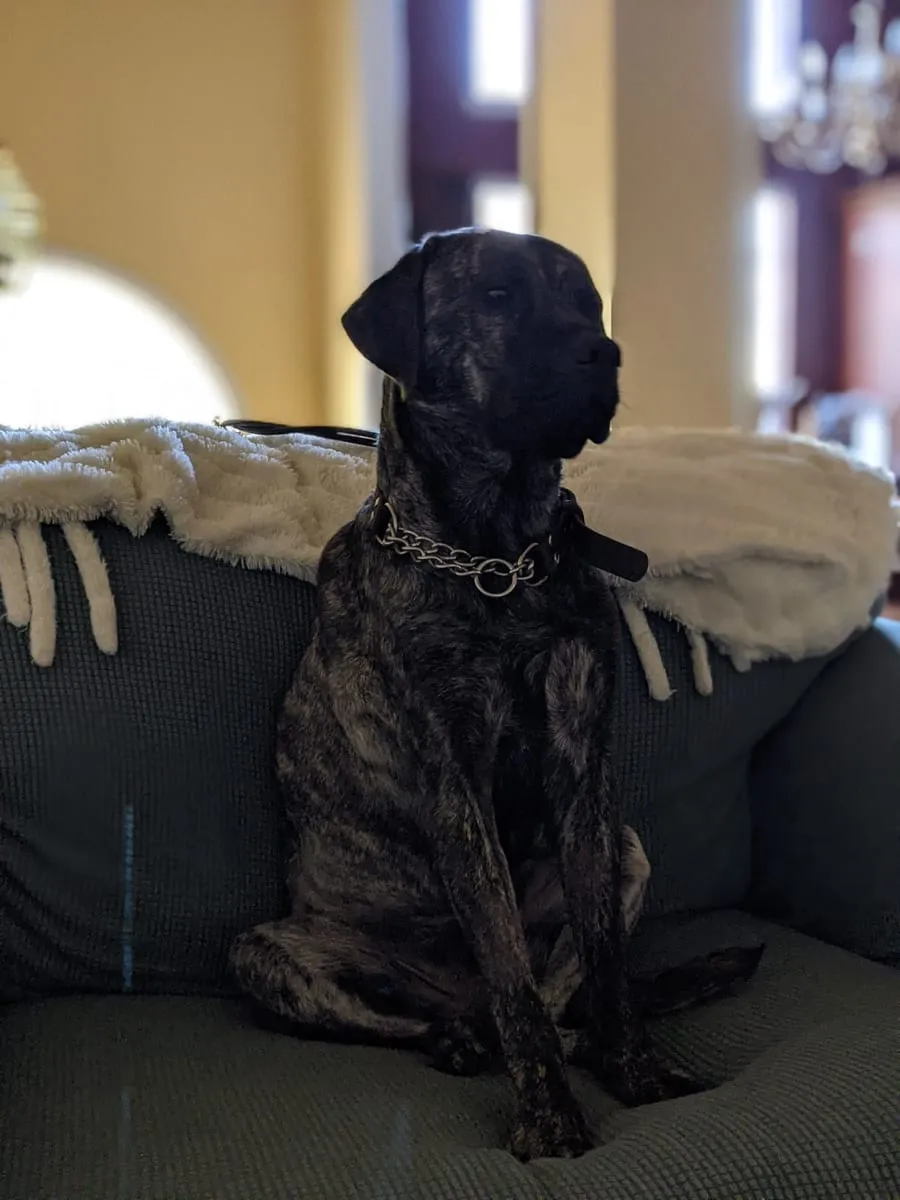 A dark brindle dog sitting upright on a couch in front of a window