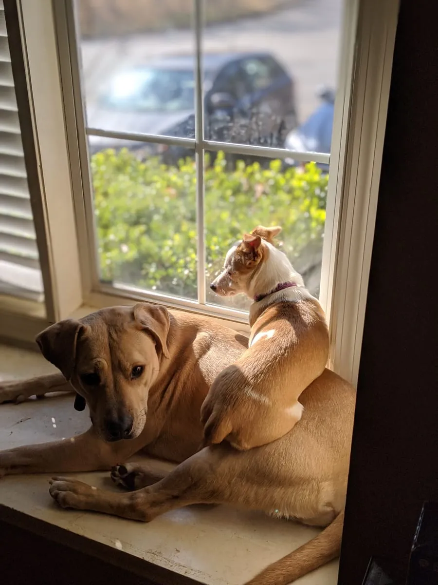 A tan retriever mix lying in a sunlit window with a puppy asleep against its back
