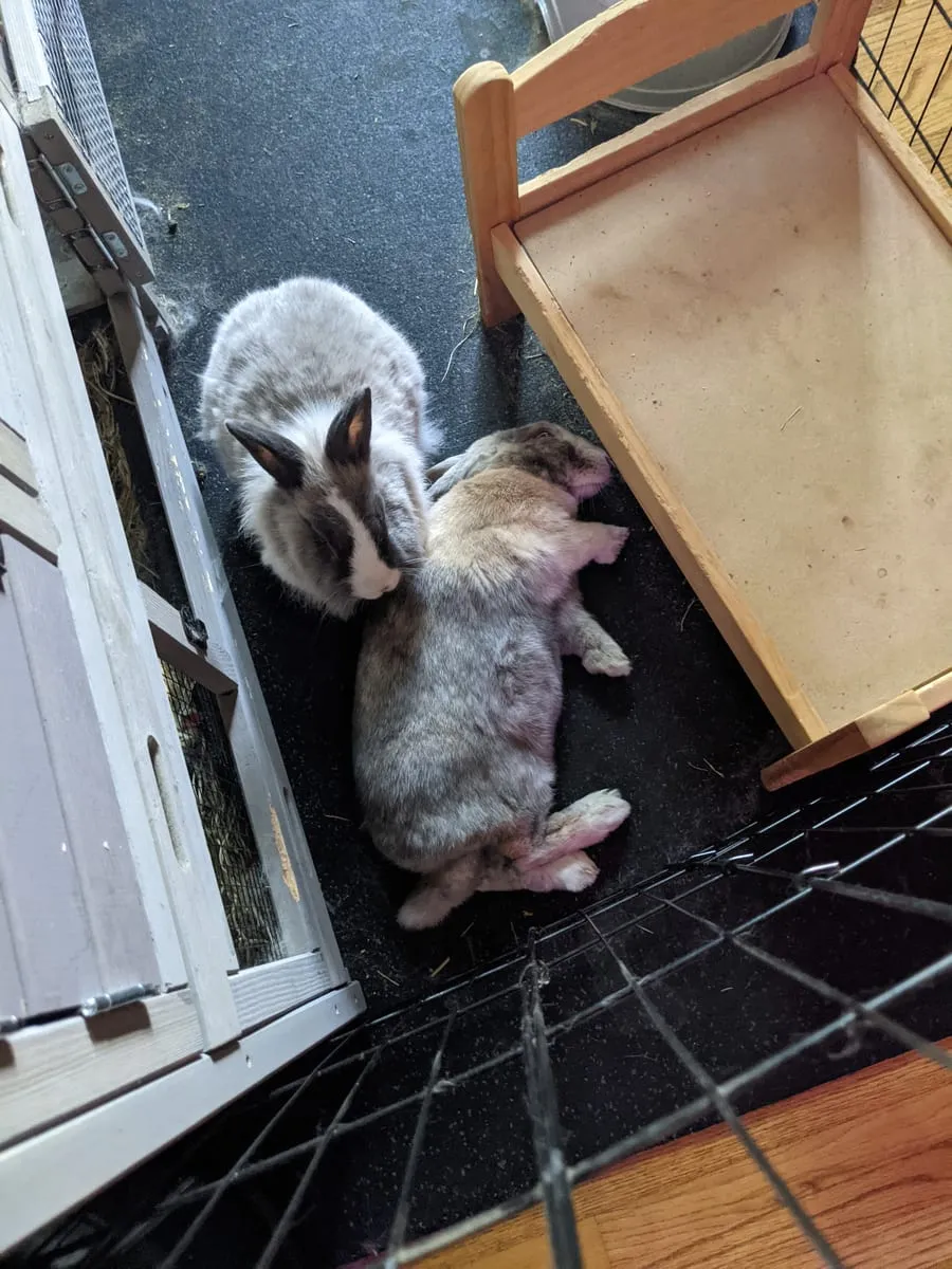 Two rabbits sitting side by side in front of a mirror