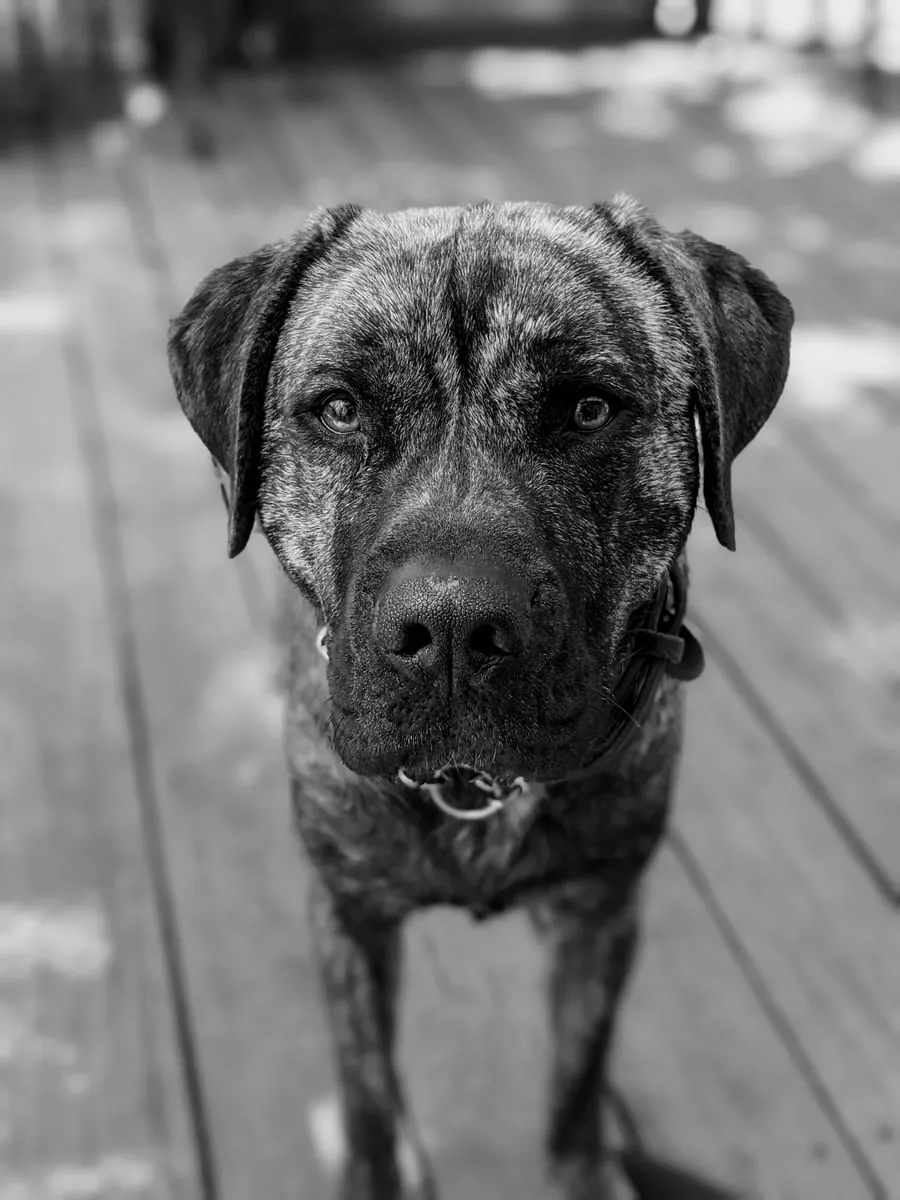 Black and white close-up portrait of a brindle dog on a deck