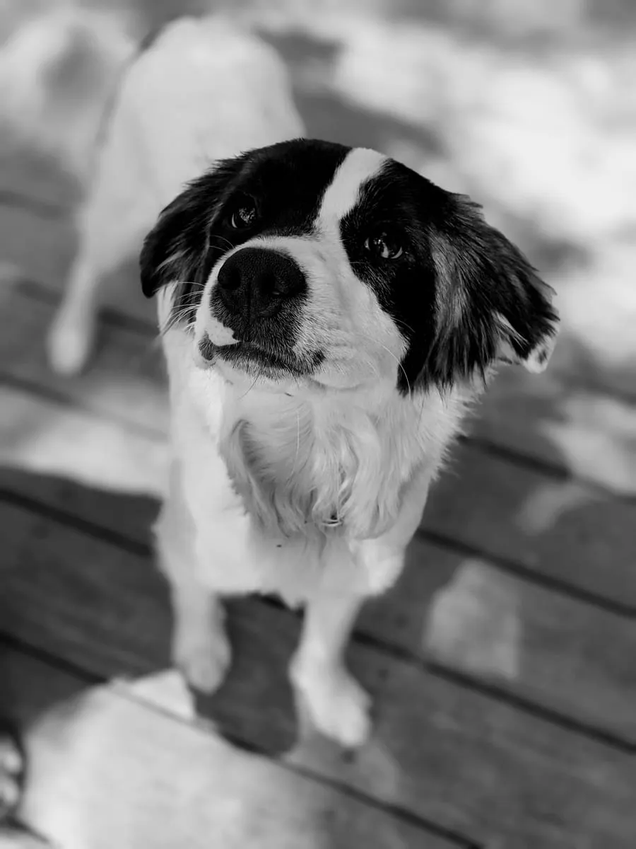 Black and white photo of a black-and-white dog standing on a wooden deck looking up