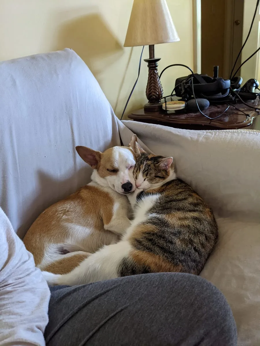 A small dog and a calico cat curled up together on a couch cushion