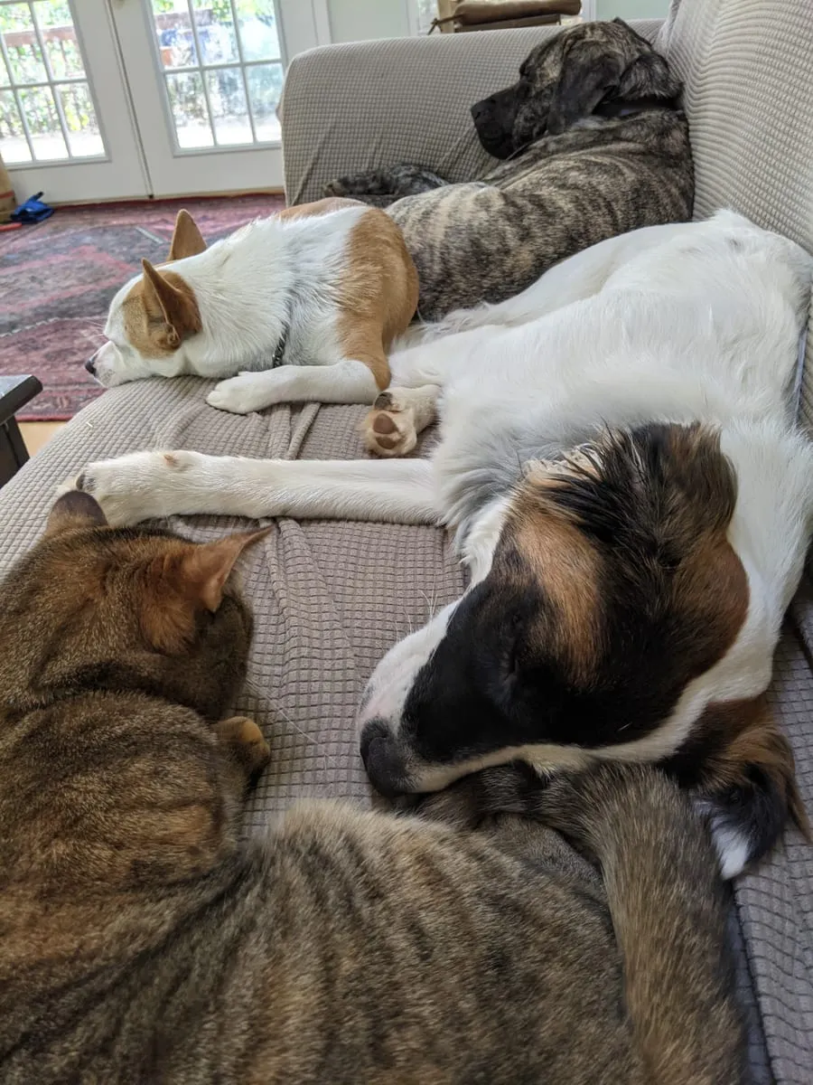 Four animals asleep along one couch: a cat, a small tan and white dog, a large white and tan dog, and a brindle dog at the back