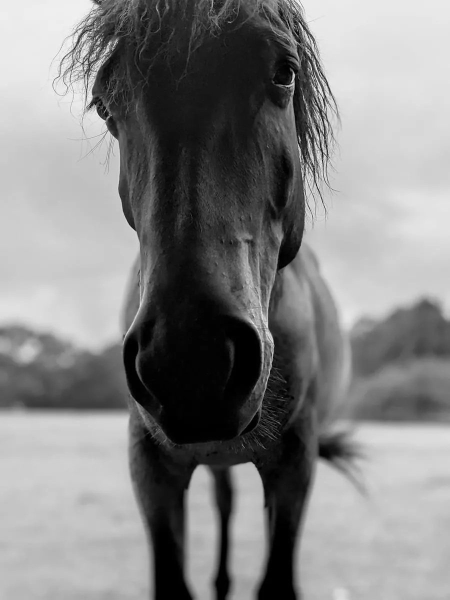 A dark bay horse standing in a field, head turned toward the camera