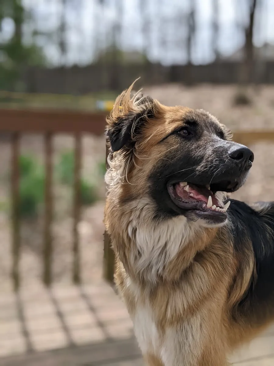 A fluffy brown and tan dog standing outdoors on a deck with its mouth open