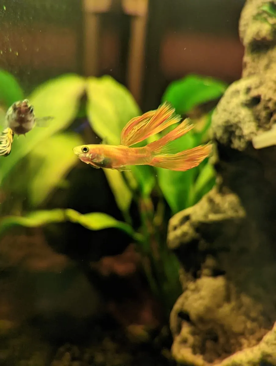 An orange guppy swimming in a planted aquarium