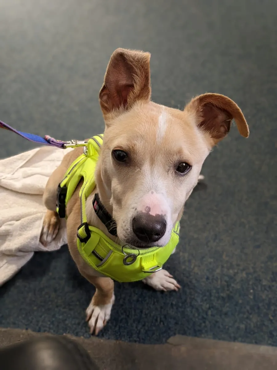 A tan and white dog in a yellow harness looking up at the camera on a dark floor