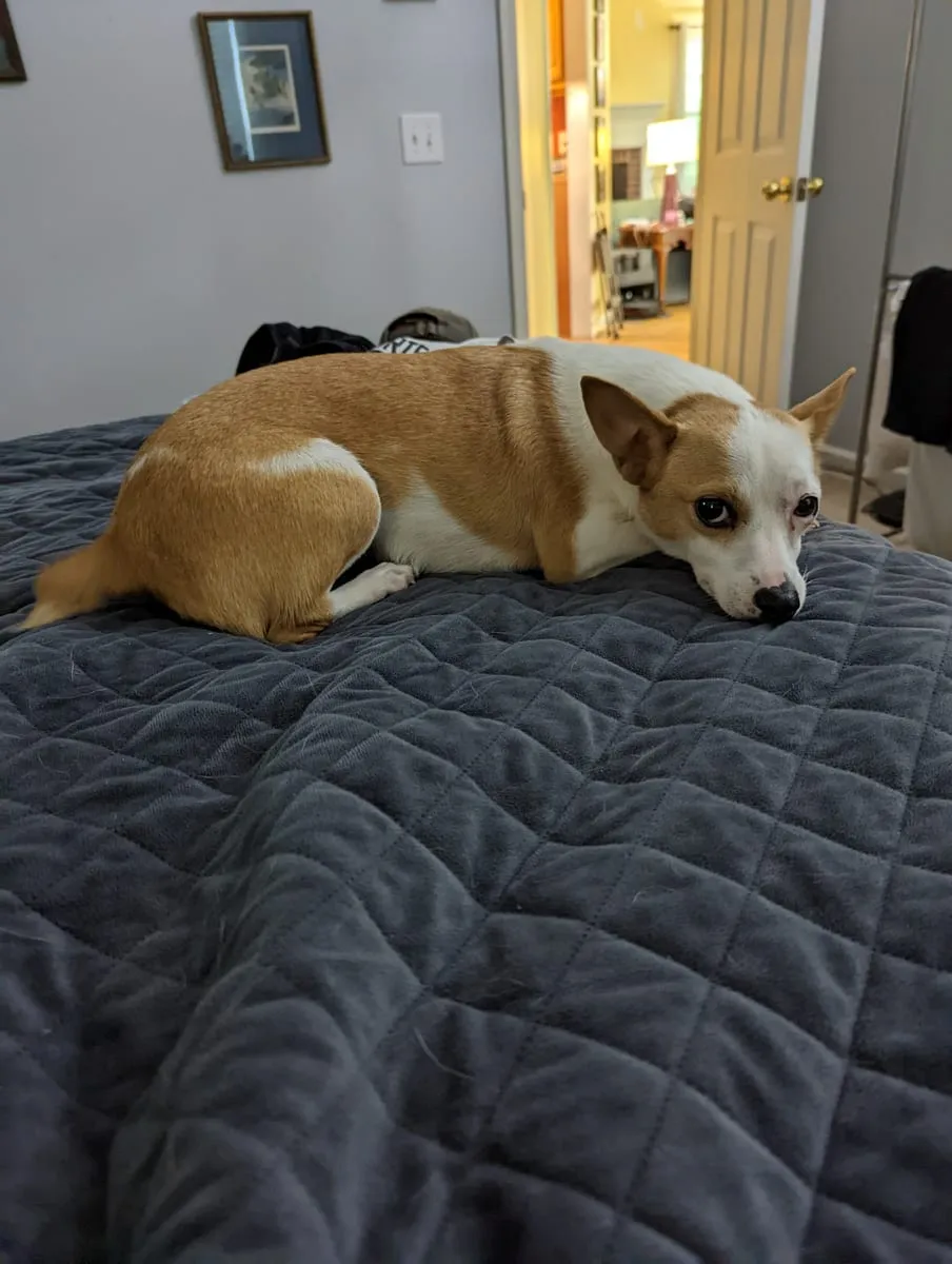 A tan and white dog lying on a gray quilted bedspread