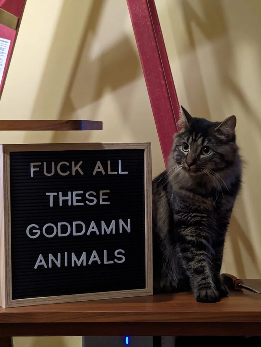 A dark tabby kitten sitting on a table beside a felt letterboard