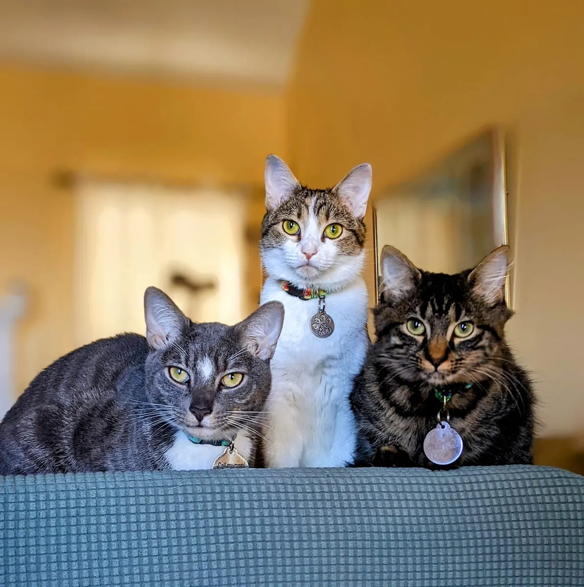 Three cats lying in a row along the back of a couch