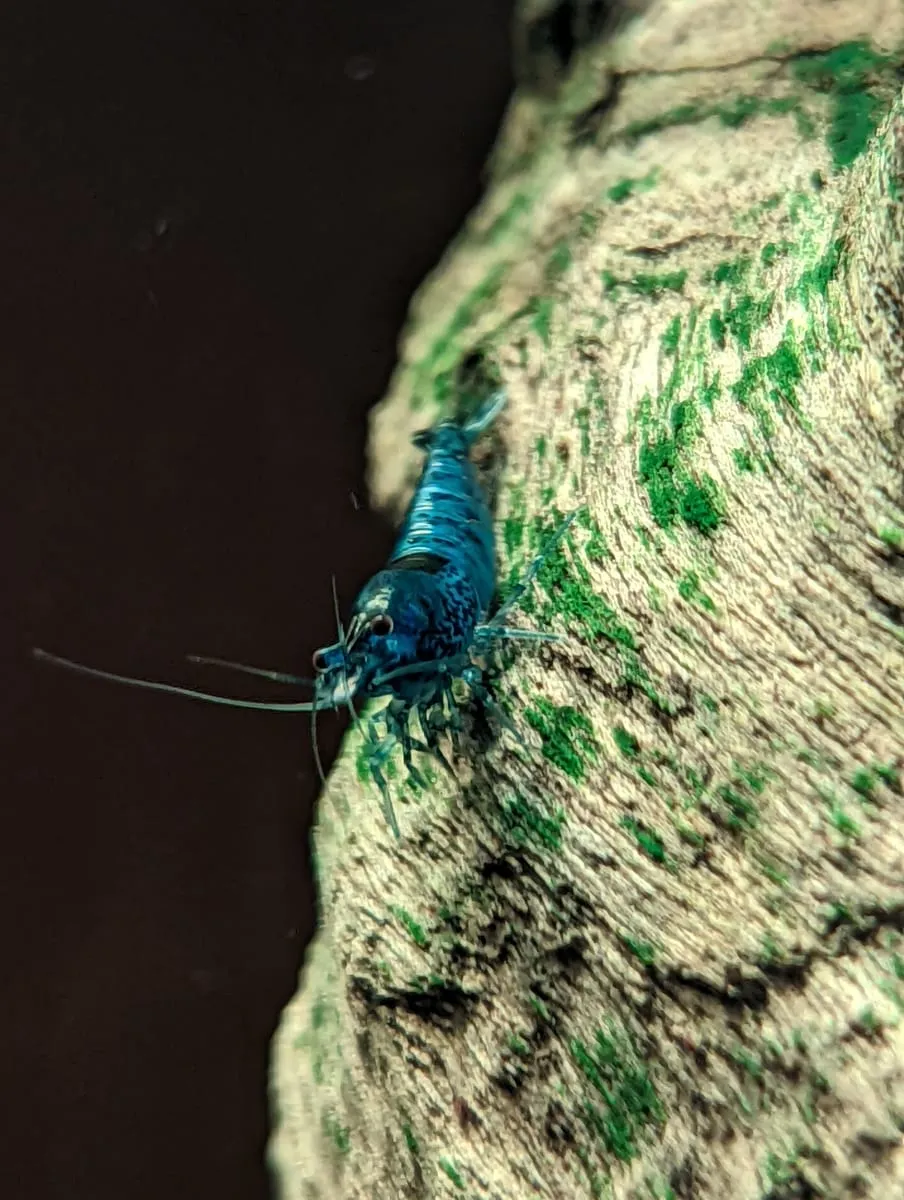 A cherry shrimp on green aquarium moss