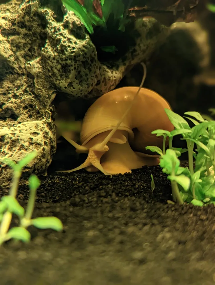 A mystery snail climbing a piece of aquarium rock among plants