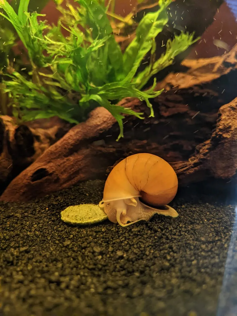 An orange-shelled mystery snail on aquarium gravel beneath green plants