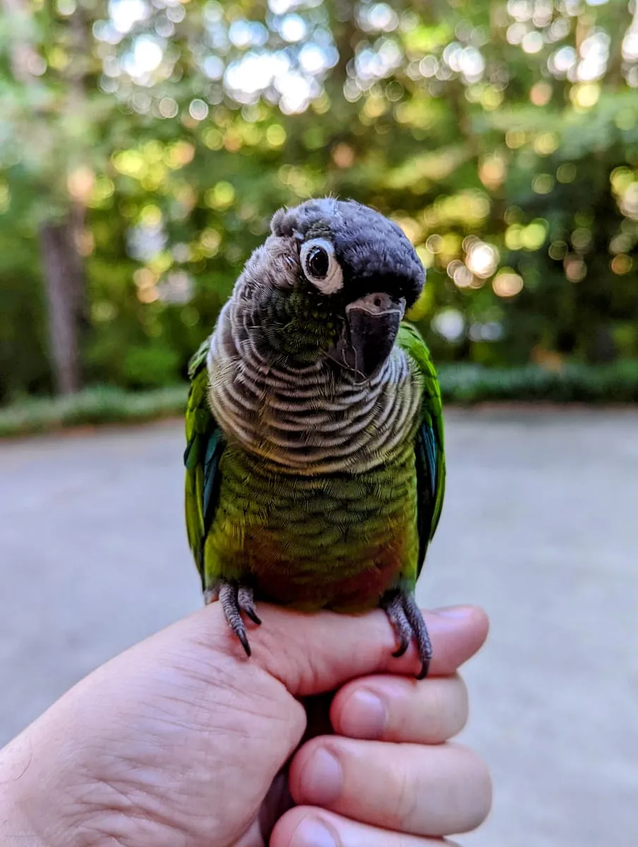 A green-cheek conure perched on a hand outdoors