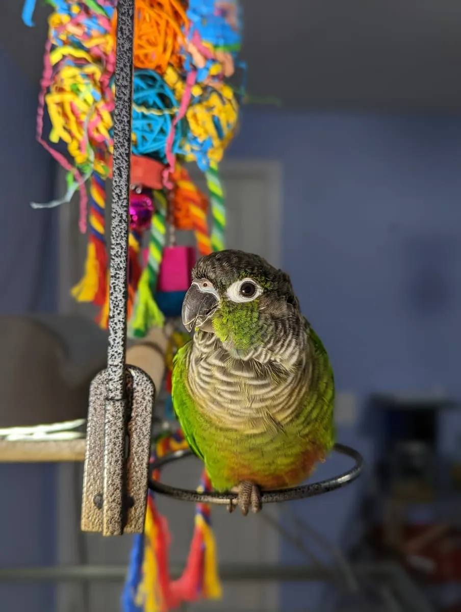 A green-cheek conure hanging from a colorful shredded-paper toy