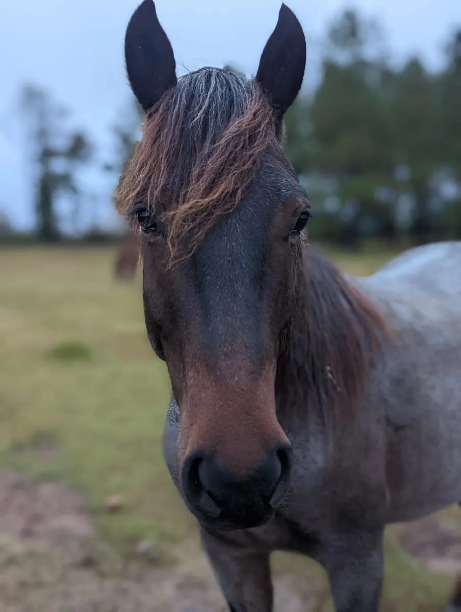Head-on portrait of a dark bay horse with a thick forelock, ears forward