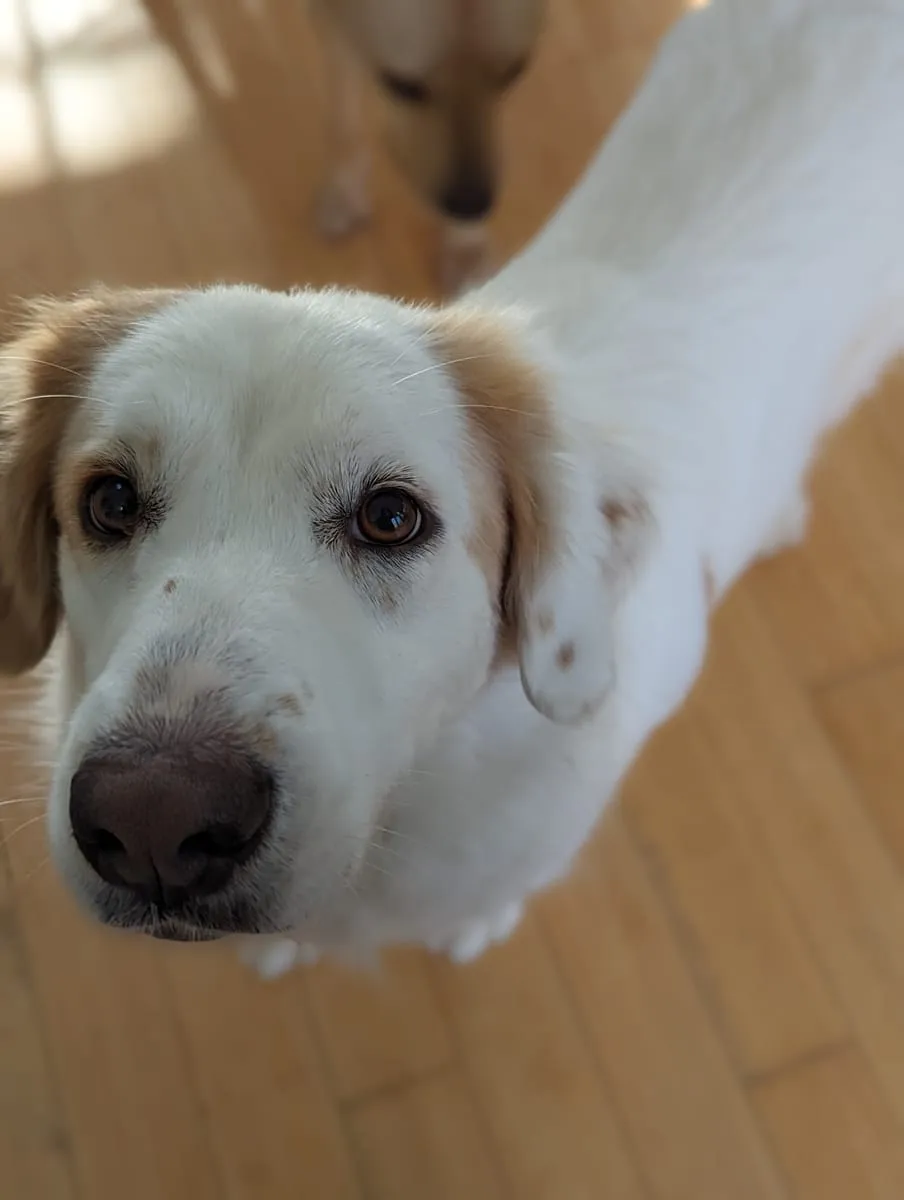 A white Great Pyrenees looking up at the camera from close range