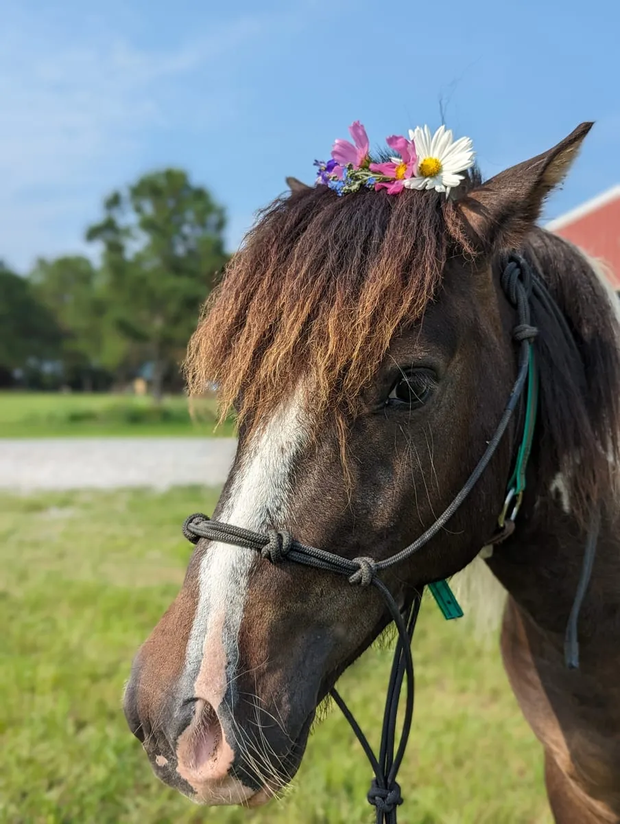 A brown and white pinto pony in a green halter wearing a crown of daisies