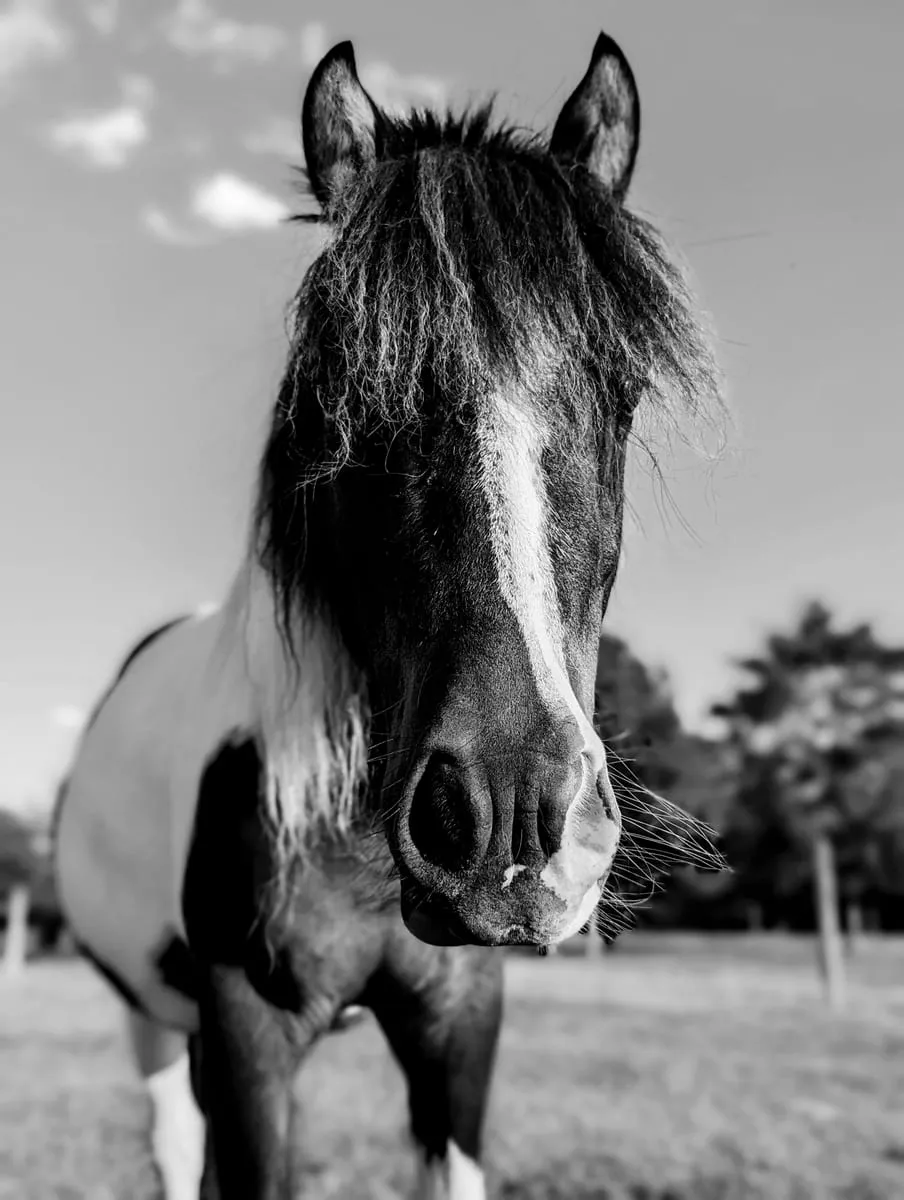 Black and white photo of a pinto pony standing in a field facing the camera