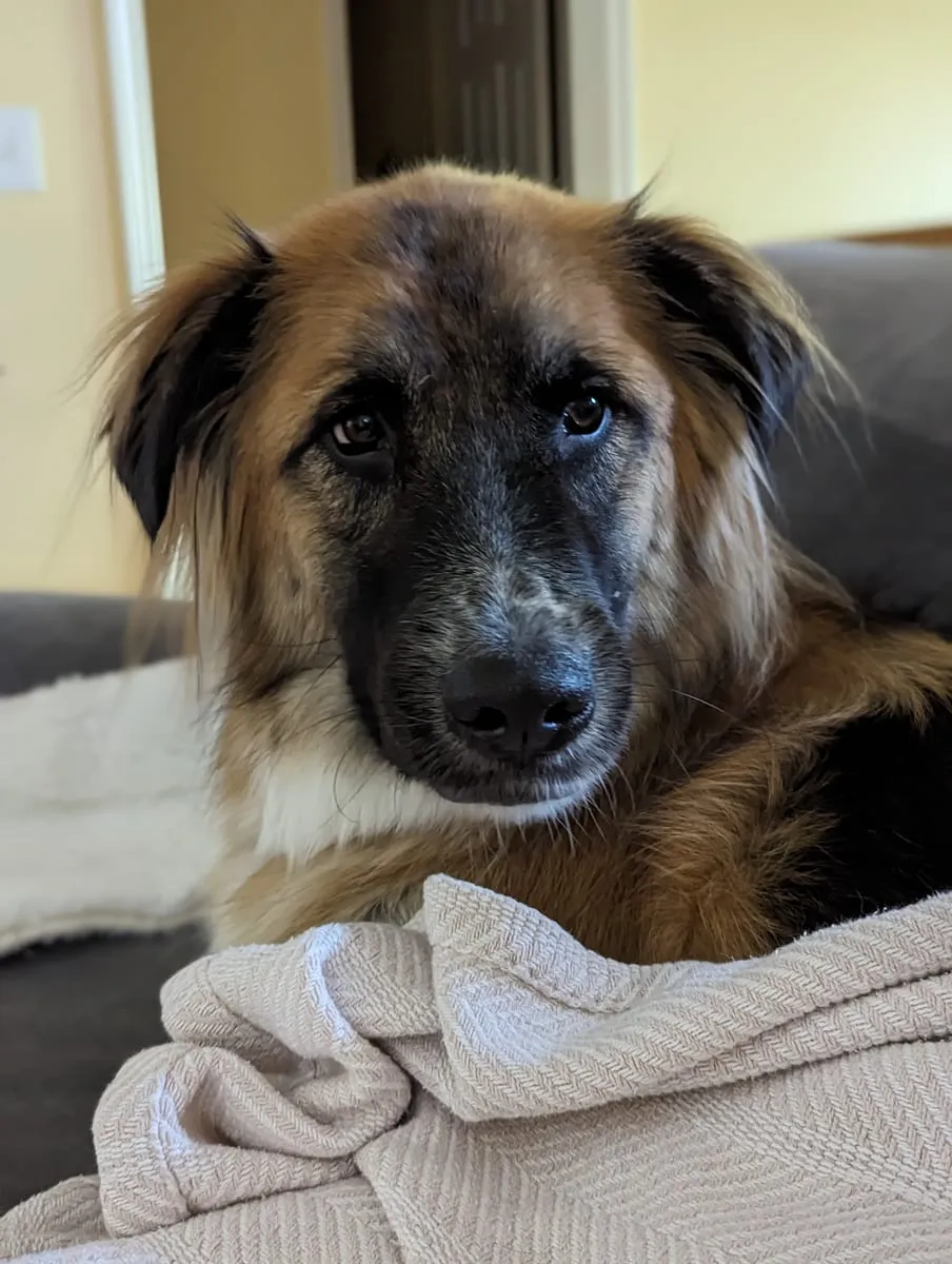 A brown and tan dog resting its head on a cream blanket, looking at the camera