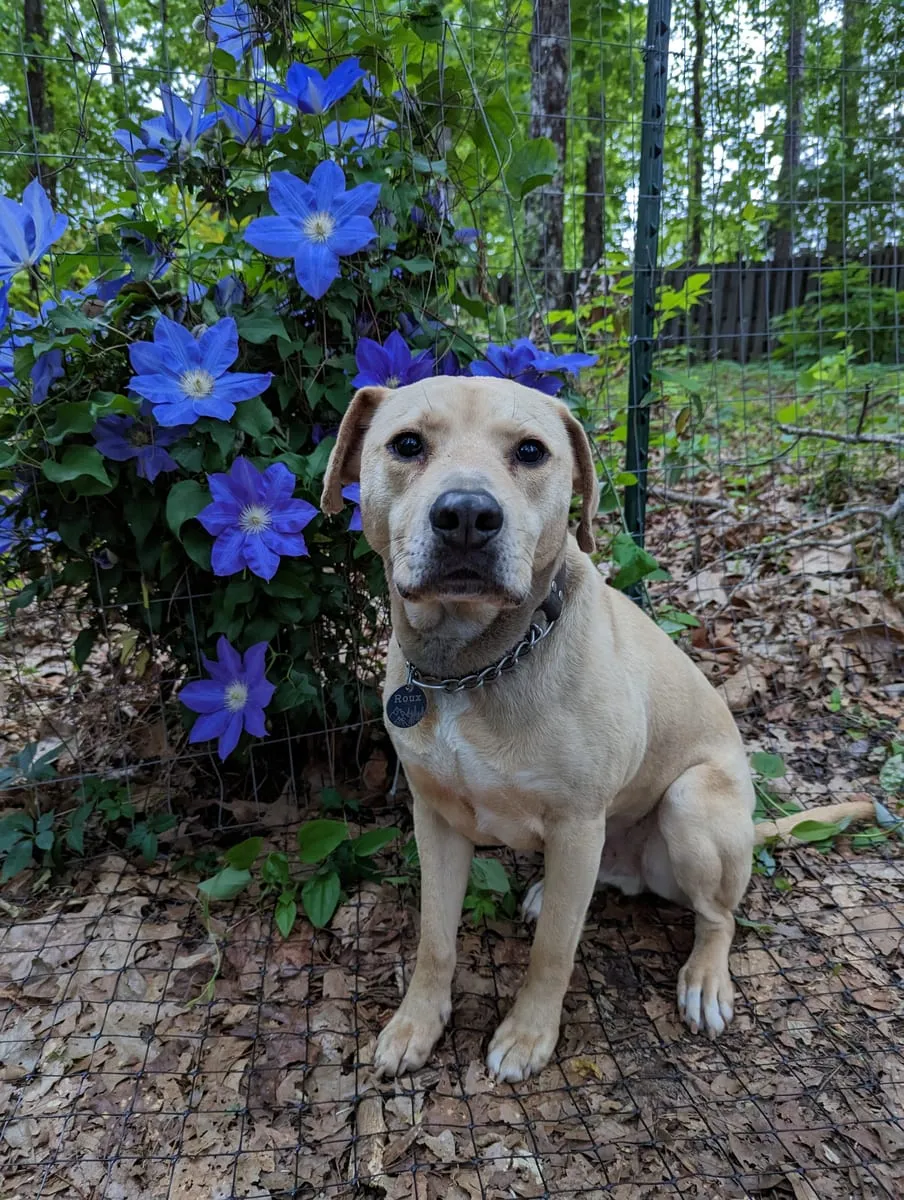 A tan retriever mix sitting on pine straw in front of a bush covered in blue-purple flowers