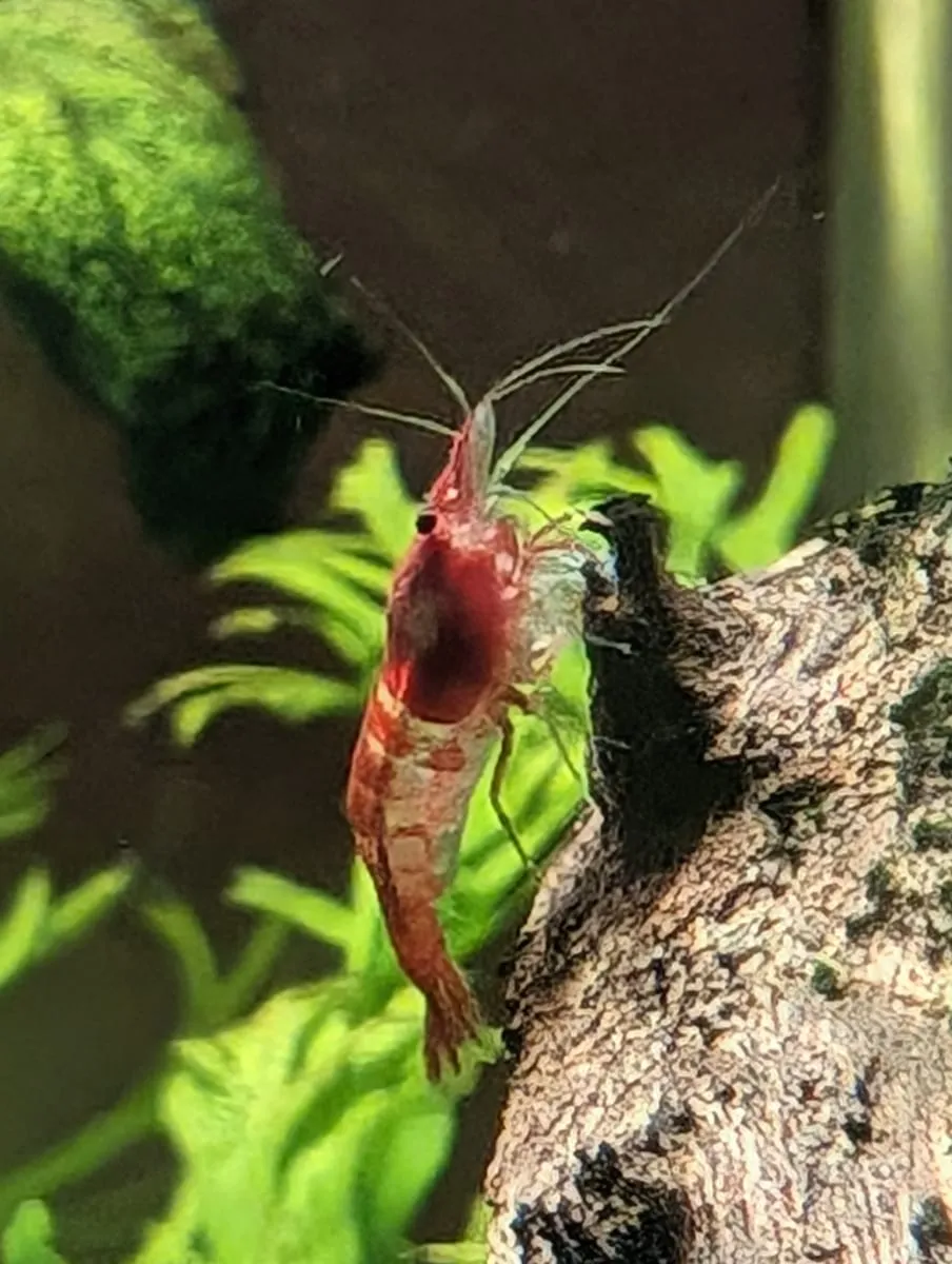 A red cherry shrimp perched on a plant leaf in an aquarium