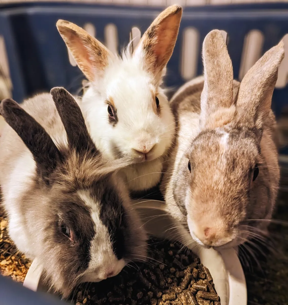 Three rabbits, one white, one brown and white, one tan, side by side on wood shavings