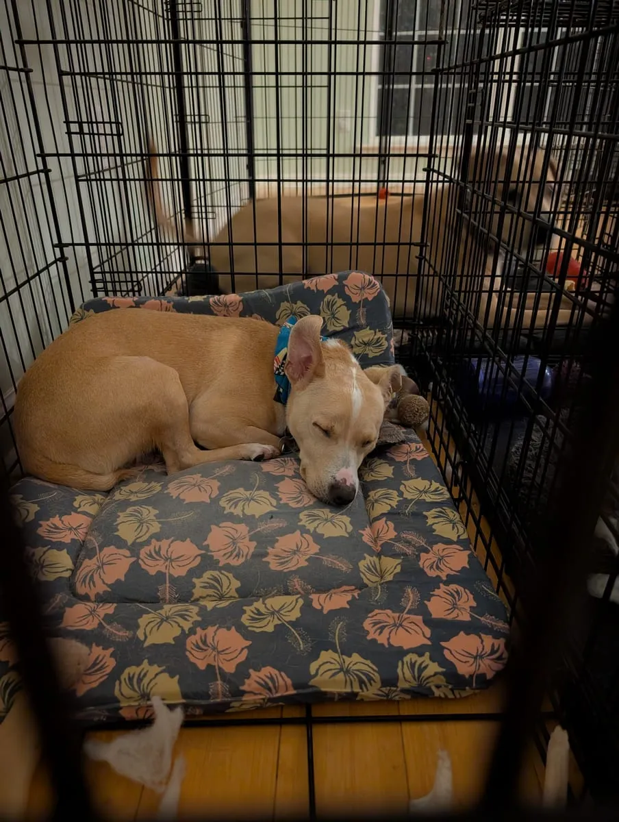 A tan and white dog lying on a patterned bed inside an open wire crate
