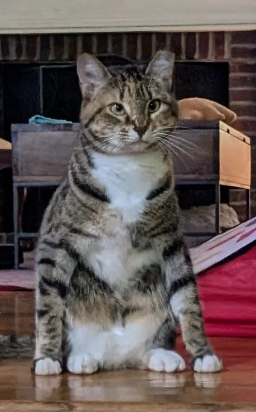 A brown tabby and white cat sitting on a rug in an odd hunched stance, front legs splayed