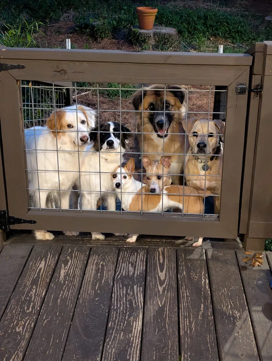 Six dogs of different sizes pressed against a wire deck gate, all looking at the camera