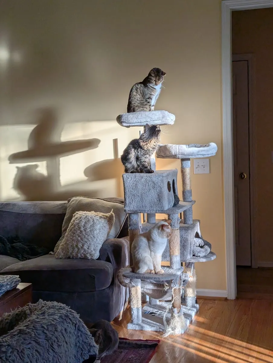 A tall carpeted cat tree in a living room with cats on two of its platforms