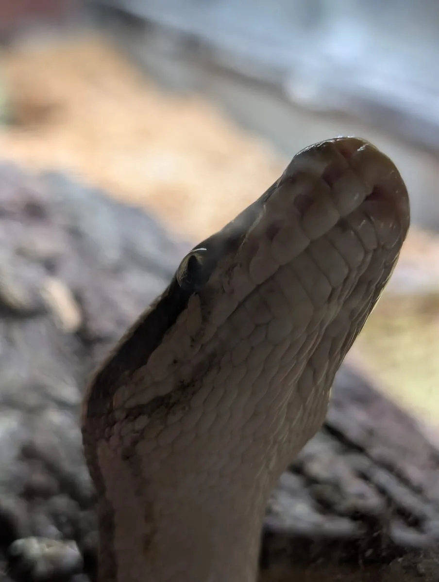 Close-up of a ball python raising its head above a branch