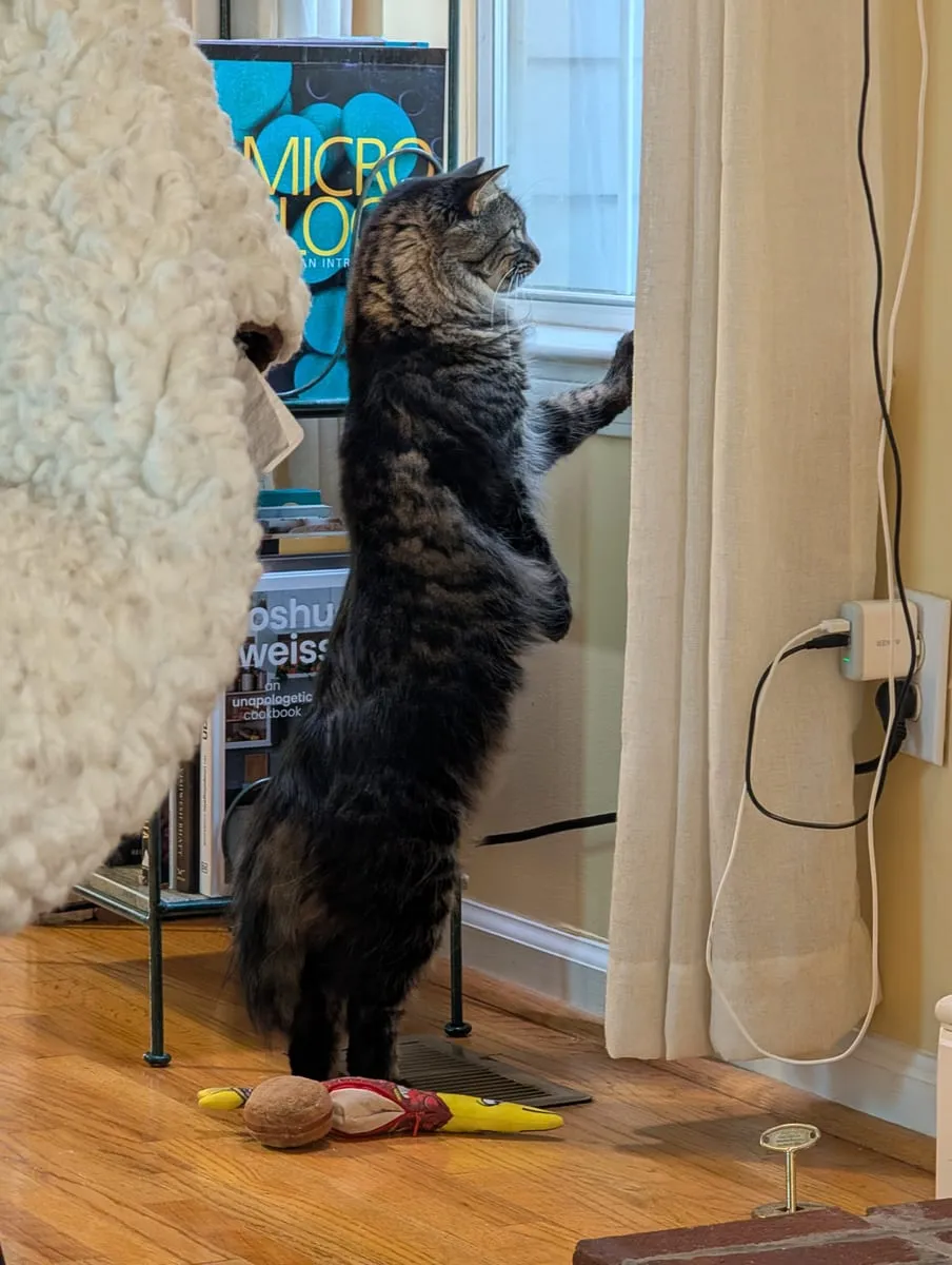 A dark tabby cat standing on its hind legs with front paws against a chair