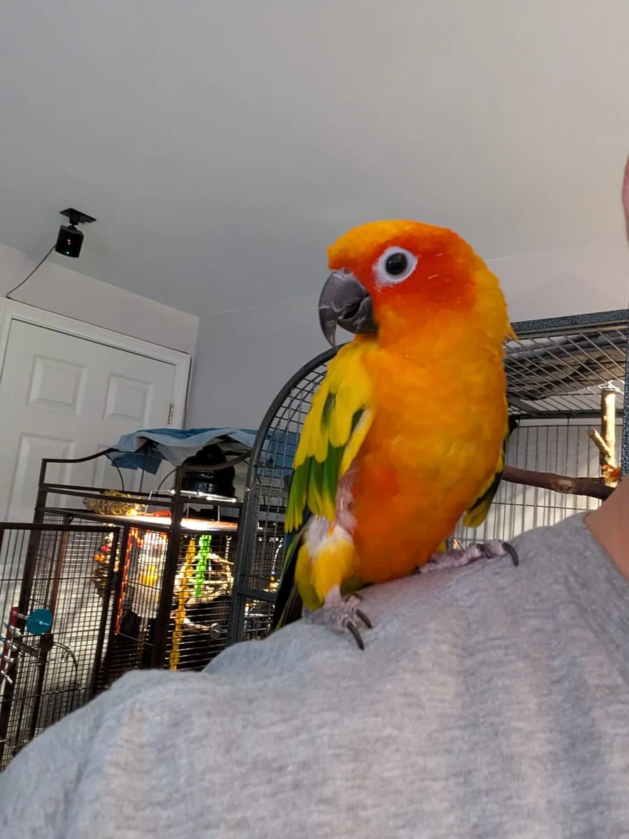 A sun conure climbing the bars of a cage beside a green toy